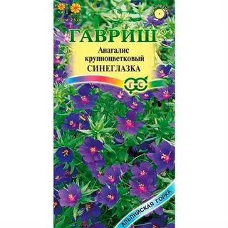 Анагалис крупноцветковый синеглазка
