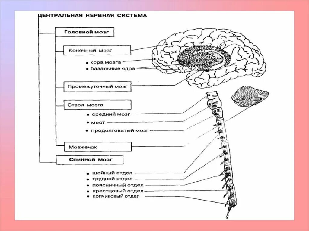 Функции отделов центральной нервной системы. Функции отделов ЦНС кратко. Основные функции центральной нервной системы (ЦНС):. Функциональная анатомия нервной системы схема. Нервная система строение функции отделов