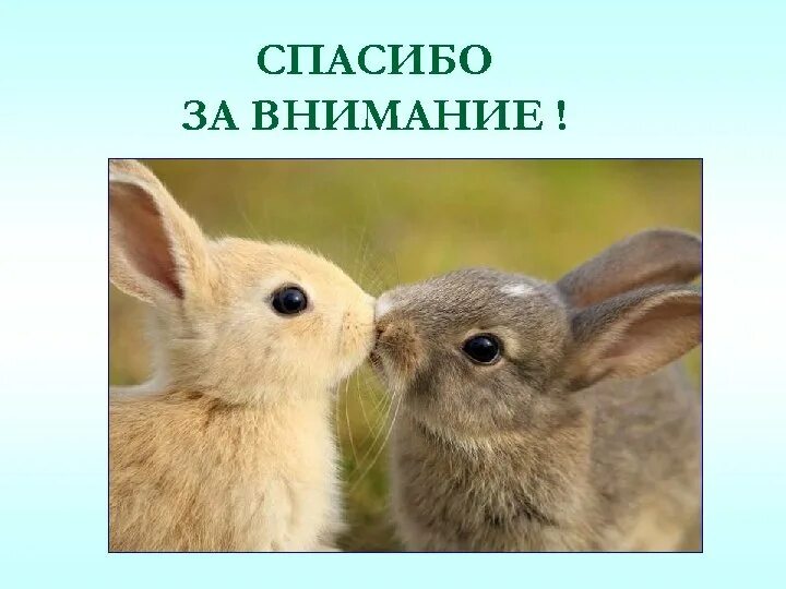 Спасибо за внимание с животными. Honey bunny перевод на русский. You wanna see my bunny. Honey bunny перевод на русский. You wanna see my bunny.