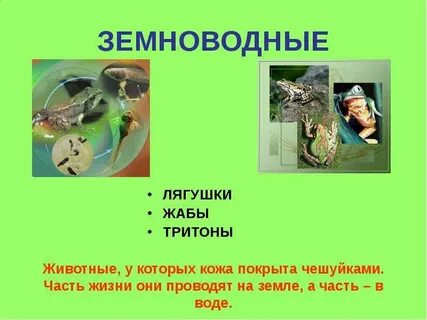 Тест по теме мир животных 3 класс