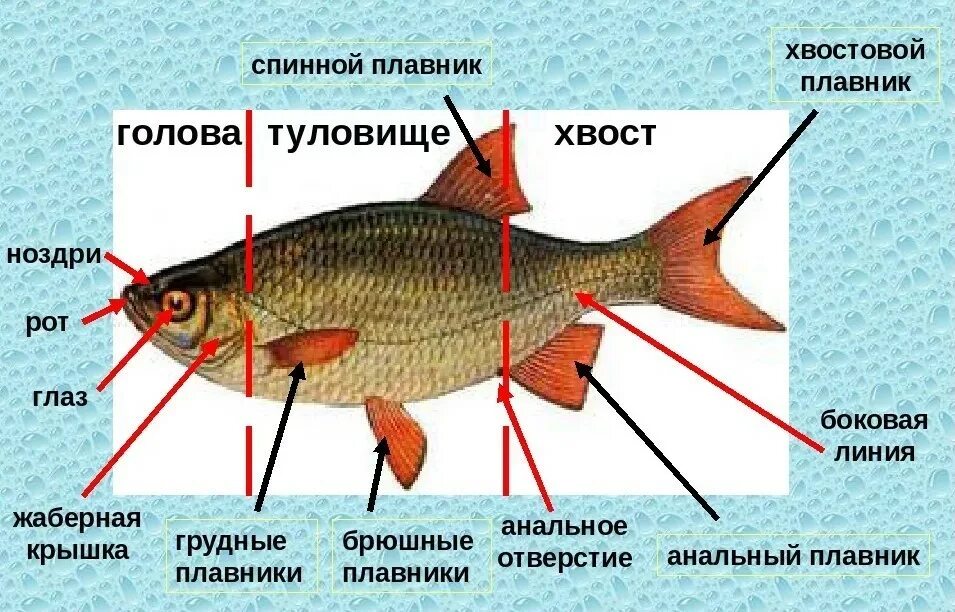 Найдите отделы тела запишите их названия