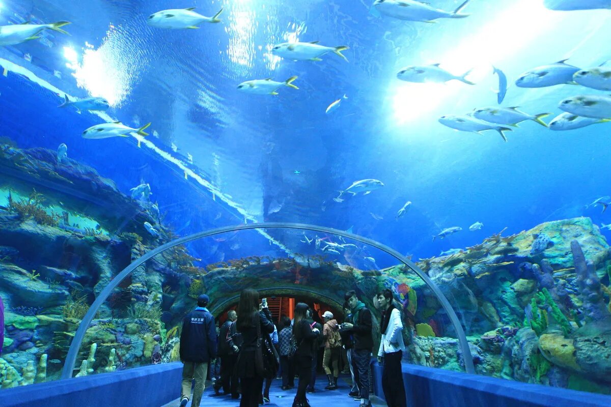 Chimelong ocean kingdom, китай. Океанское королевство чимелонг. Океанариум в китае чжухай. Океанариум пекин. Тучка в океанариуме владивосток.