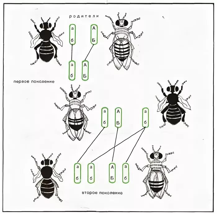 Дрозофила рисунок. Мутации дрозофилы. Сцепленное наследование окраски тела и длины крыльев у дрозофил. Наследование длины крыльев и окраса у мушек-дрозофил.