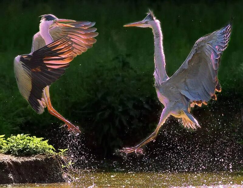 птица танцует цыганочку что за птица. стерх белый журавль танец. танцующие птицы. брачные танцы птиц. танцующие птицы видео.