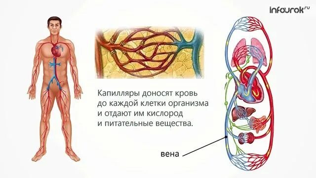 Кровь окружающий мир. Путь крови. Путь крови 4 класс. Отдам организме жойлашиши.