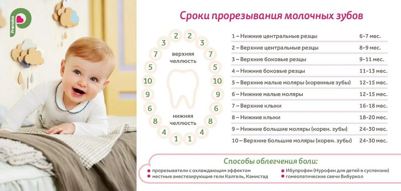 Сколько длится температура при прорезывании