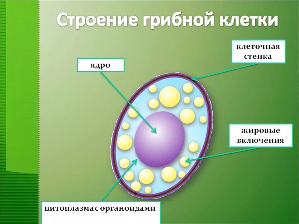 Последовательность структур клетки гриба. Строение клетки грибов 5 класс биология. строение клетки гриба 7 класс биология. строение грибной клетки 5 класс биология. строение грибной клетки биология 7 класс биология.