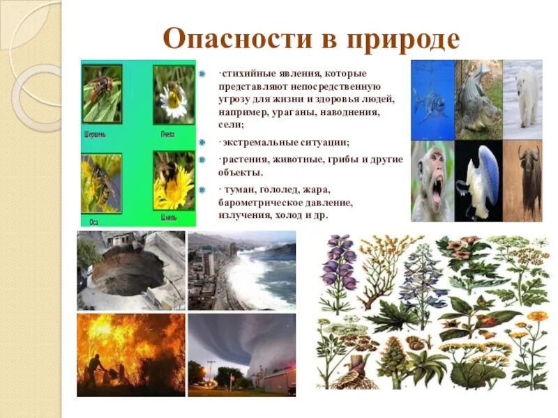 Какие опасности могут встретиться в лесу. Природа в опасности. опасности в природе для человека. опасности подстерегающие на природе. какие опасности могут подстерегать на природе.