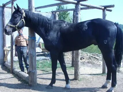 Продаже лошади челябинский
