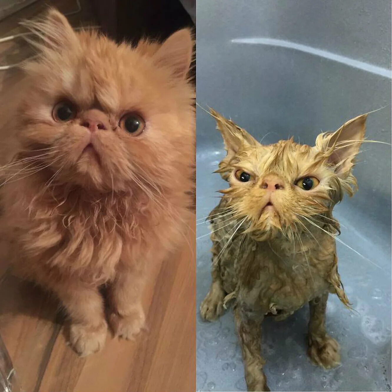 Кошка после мытья. Мокрая кошка. Кот до и после мытья. Кошка мокрая смешная. Мокрый и сухой кот.