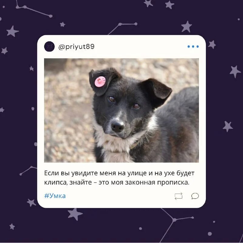 умка приют для животных владивосток