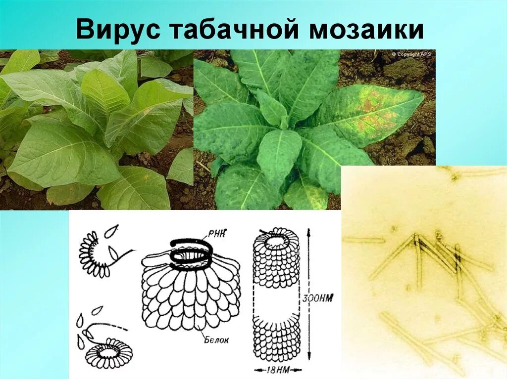 Строение вирусов растений. ВТМ вирус табачной мозаики. Нуклеиновая кислота вируса табачной мозаики:. Палочковидная (вирус табачной мозаики). Растение табак вирус табачной мозаики.