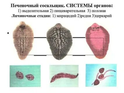Системы печеночного сосальщика