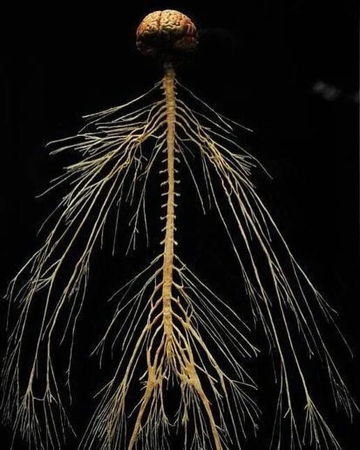 Центральная нервная система расположение Pin on nervous system Nervous system, Nervous, Health inspiration pictures