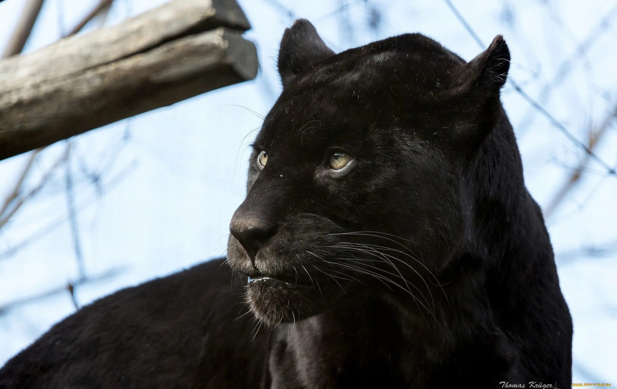 Гепард меланист. Черный зверь на русском. Пума меланист. Пума багира. Пантера, оскал пантеры.