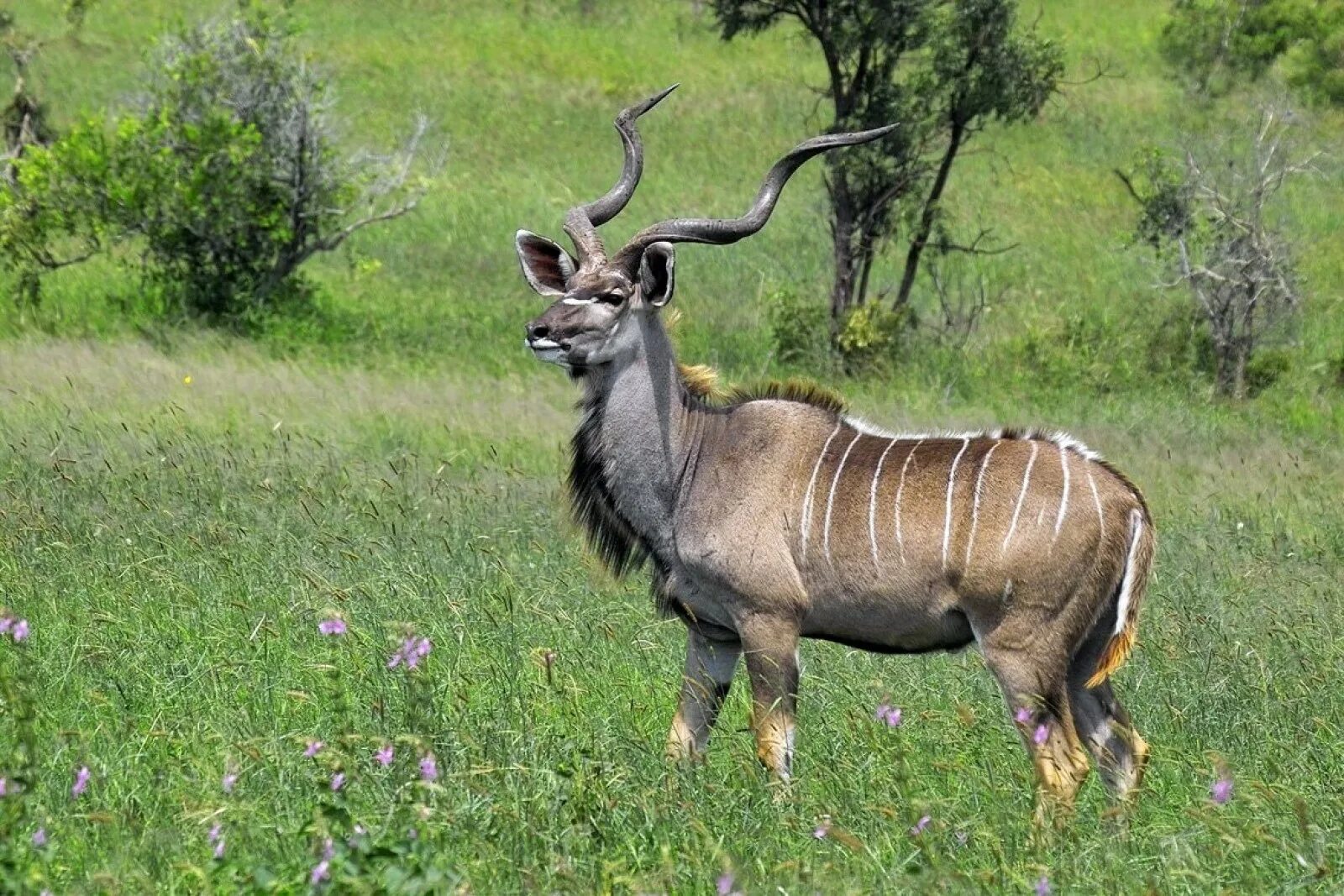 Самое крупное парнокопытное. Антилопа Kudu. Антилопа ЮАР. Винторогая антилопа. Антилопа окапи.