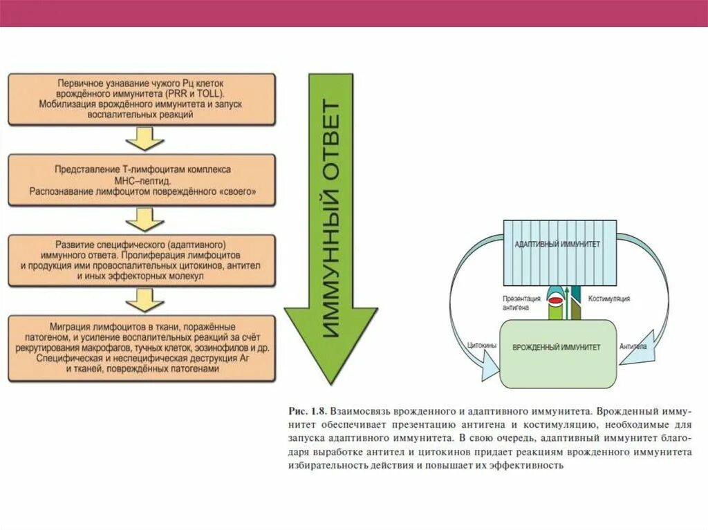 Схема иммунитет врожденный и адаптивный. Врожденный иммунитет распознавание чужого схема. Взаимосвязь системы врожденного и адаптивного иммунитета. Схема действия адаптивного иммунитета. Врожденный иммунный ответ