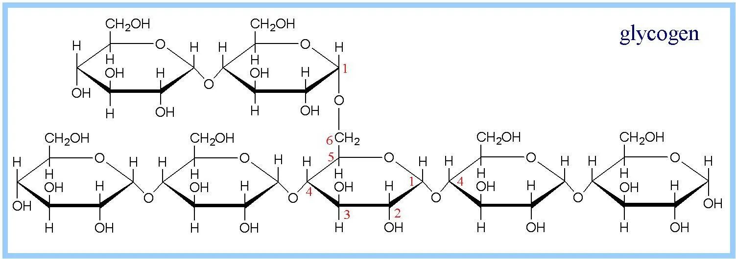 Циклическая формула гликогена. Молекула гликогена формула. Гликоген формула структурная формула. Гликоген структурная формула. Глюкоген