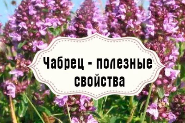 Чабрец лекарственное растение. Чабрец полезные и вредные. Тимьян полезные свойства. Трава тимьяна ползучего. Чабрец свойства для мужчин.