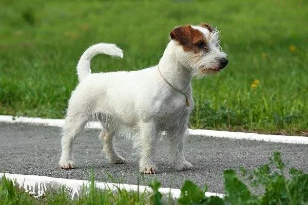 Джек-рассел-терьер жесткошерстный. Джек рассел терьер шерсть. Джек-рассел-терьер. Брокен рассел терьер. Парсон-рассел-терьер.