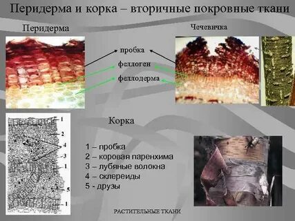 Корка деревьев какая ткань