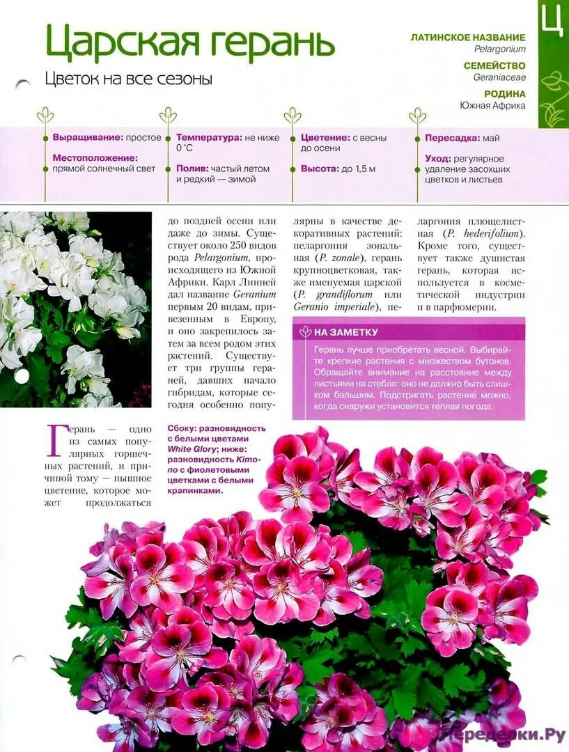 Пеларгония фото и описание сорта. Пеларгония Царская невеста. Королевскую и душистую герань. Пеларгония ю Царская невеста. Герань флорибунда.
