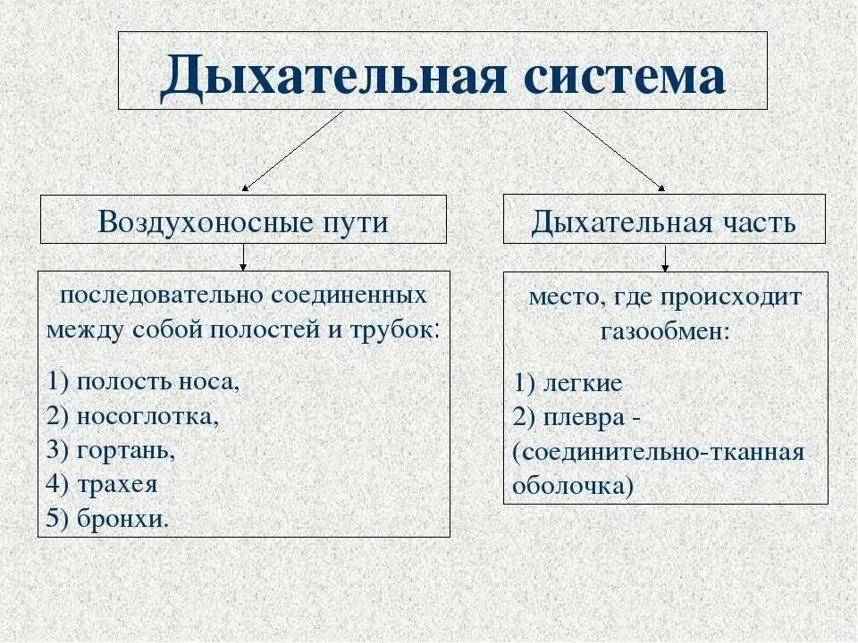 Дыхательная система какие органы и функции. Воздухоносные пути строение и функции. воздухоносные пути дыхательной системы. перечислите воздухоносные пути. органы дыхания воздухоносные пути.