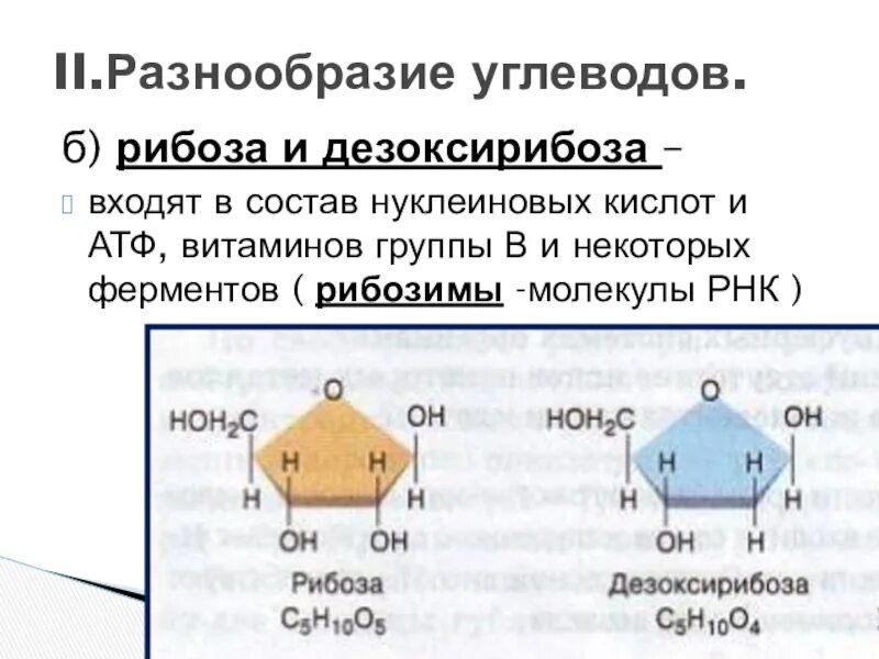 Углеводы входящие в состав атф. Рибоза и дезоксирибоза 10 класс. Рибоза это углевод. Дезоксирибоза это углевод. Рибоза в АТФ.