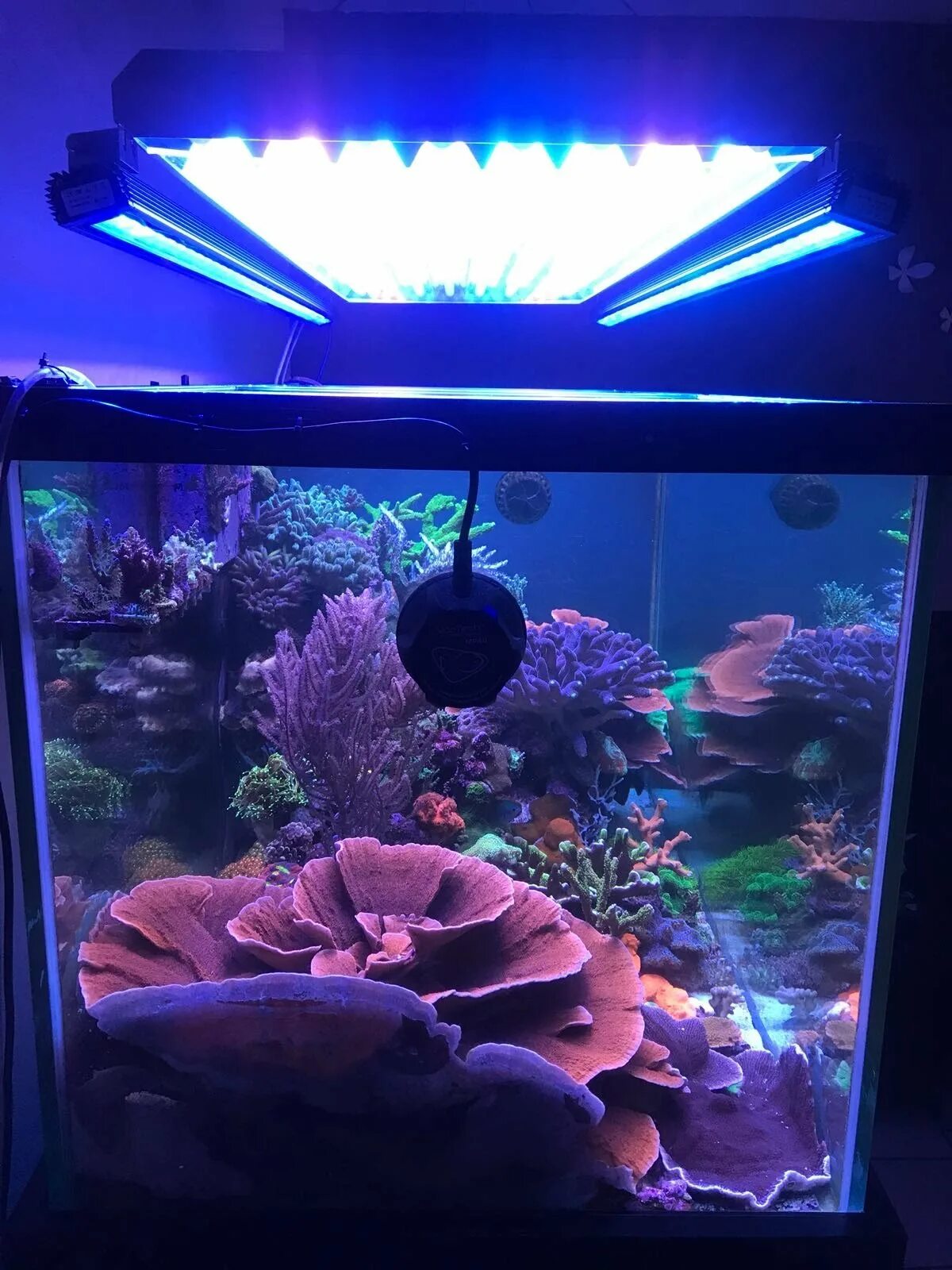 Аквариум кельвин. Светильник для аквариума 40 см синий. Radion xr30 g5 pro. Radion xr30 marine. Аквариум кельвин.
