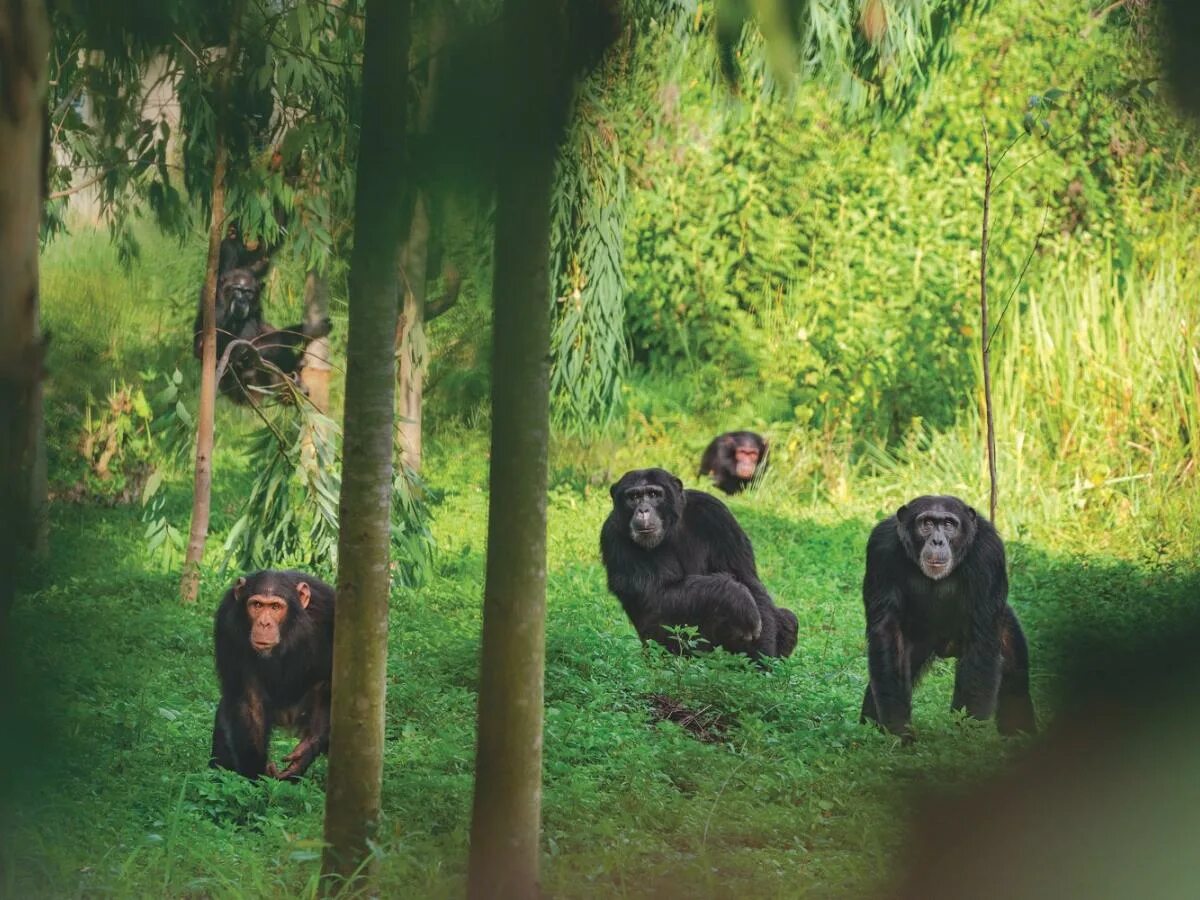Обитание обезьян. Джунгли Африки шимпанзе. Обезьяны в джунглях. Обезьяна на дереве.
