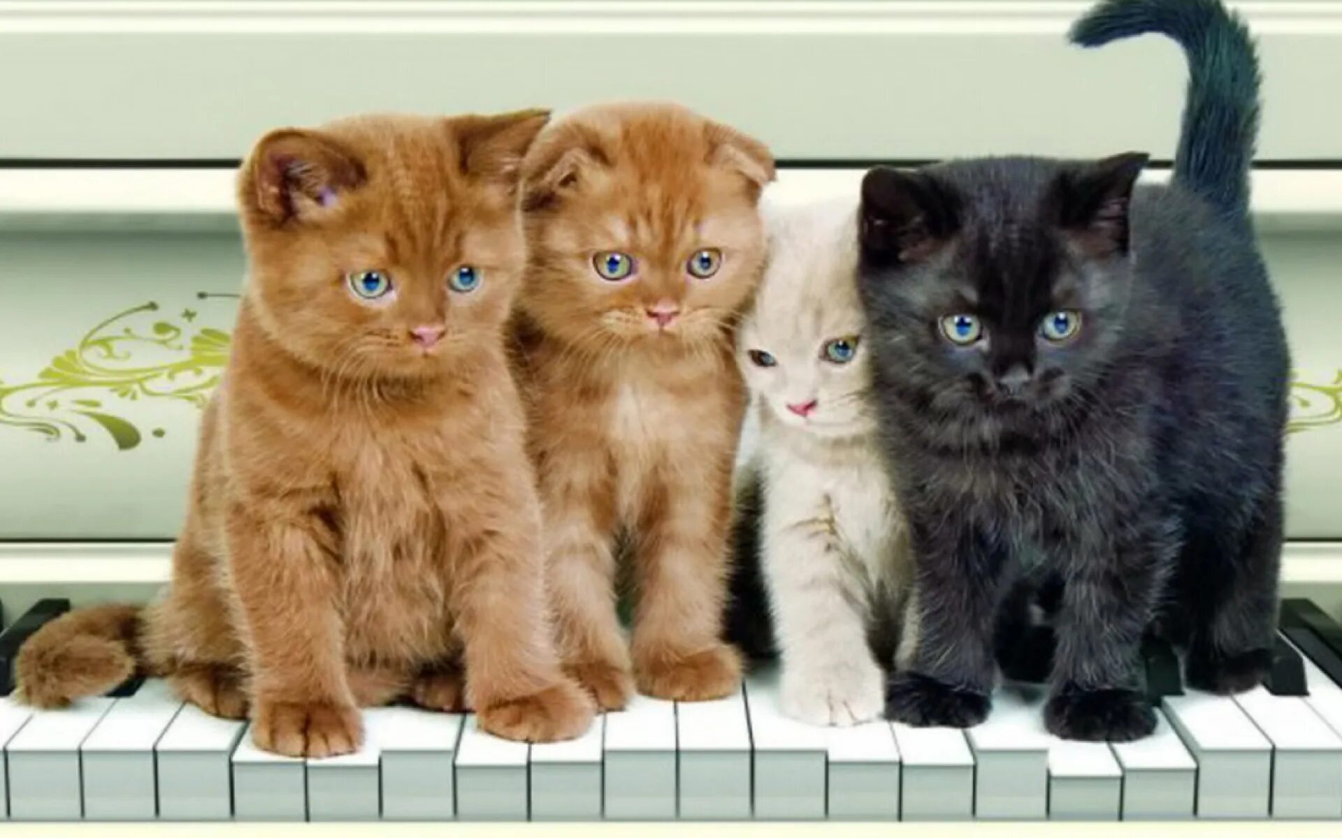 4 котенка. четыре кота. 4 котенка. котята разных цветов. разноцветные котята.