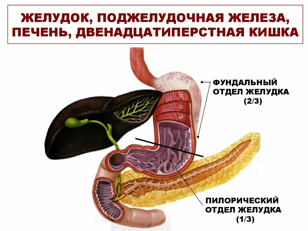 Как изменяется пища в двенадцатиперстной кишке