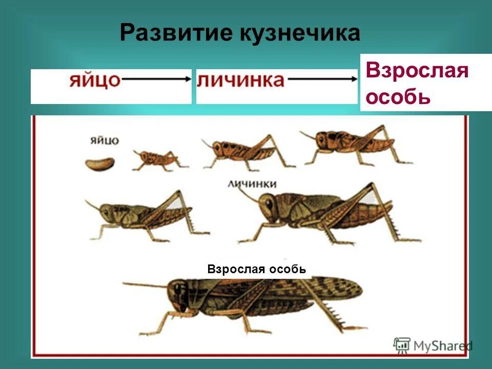 Как называется взрослая особь