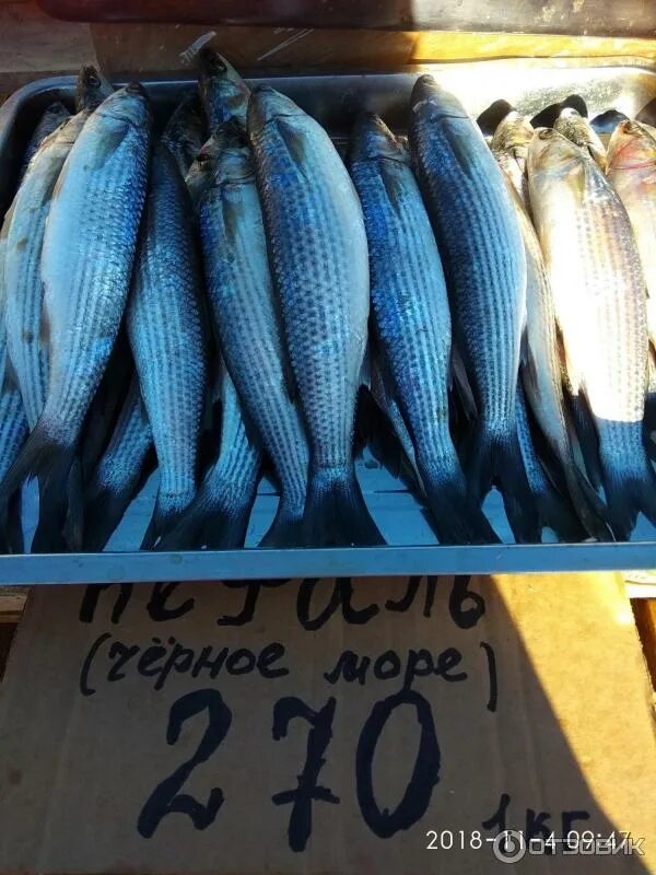 Фестиваль хамсы в новороссийске. Рыба новороссийск. Рыба новороссийск. Памятник черноморской хамсе. Рыба новороссийск.