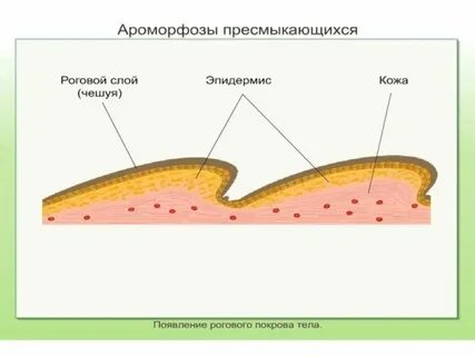 Кожа сухая покрыта роговыми чешуями