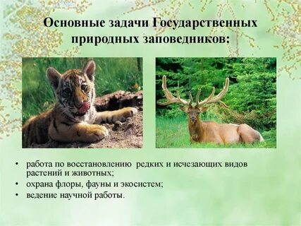 Заповедников и национальных парков растение