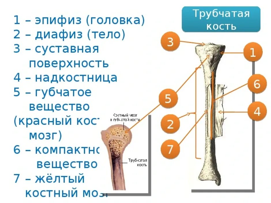 Три трубчатые кости. Кость метафиз диафиз. Строение кости трубчатая кость. Строение трубчатой кости ЕГЭ. Трубчатая кость диафиз и эпифиз.