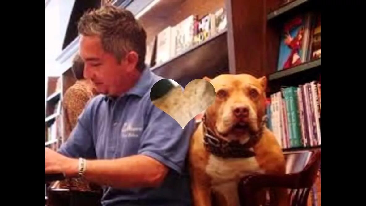 Pitbull daddy. Pitbull daddy