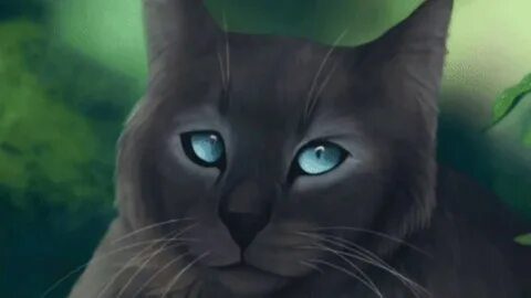 Коты воители глаза