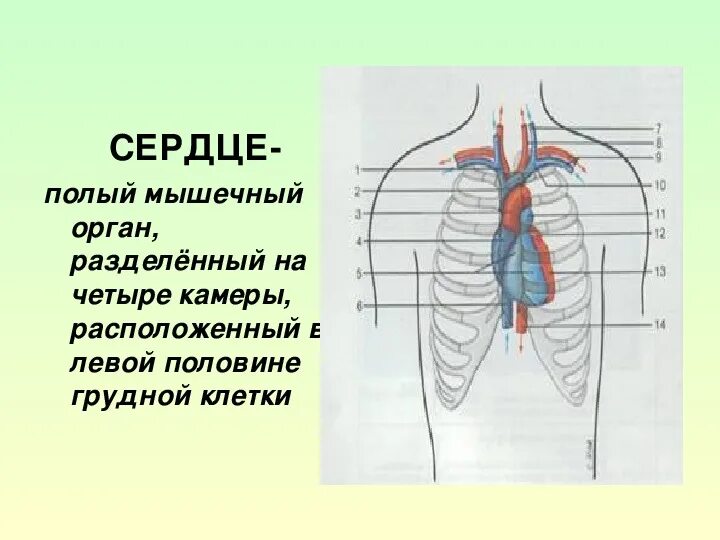 Строение и работа сердца биология 8 класс