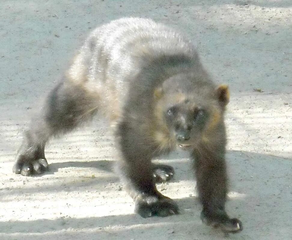 Европейская росомаха. Гуло фото. Медоед и росомаха. Росомаха (gulo gulo). Восточносибирская росомаха.