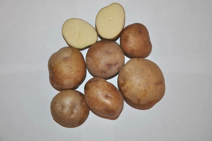 Колобок картофель характеристика отзывы. Сорт картофеля Синеглазка (Ганнибал). Сорт картошки Синеглазка. Сорт картофеля Синеглазка. Сорт картофеля Ганнибал.