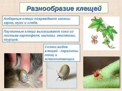 Клещи меры борьбы