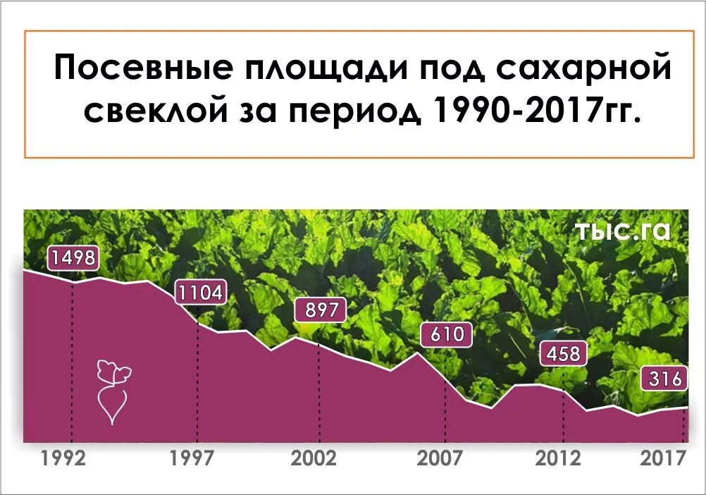 В каком регионе выращивают сахарную свеклу. В каком регионе выращивают сахарную свеклу