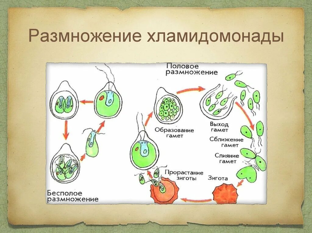 Схема жизненного цикла растения гаметы. Размножение водорослей хламидомонада. Бесполое размножение хламидомонады 6 класс биология. Размножение хламидомонады рис. Бесполое и половое размножение хламидомонады схема.