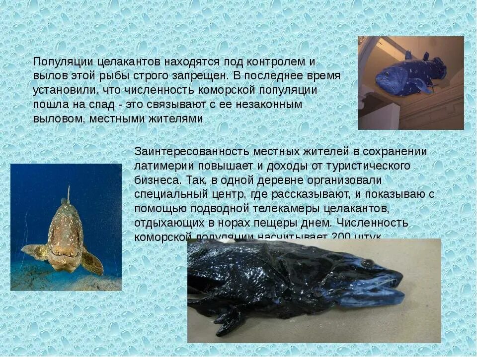 Сохранение популяции