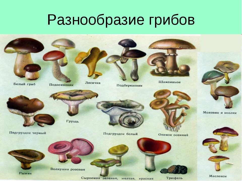 Как по другому называются грибы. Грибы: съедобные и несъедобные. Царство грибов съедобные и несъедобные. Съедобные грибы и несъедобные грибы. Грибы сдобые и не съедобные.