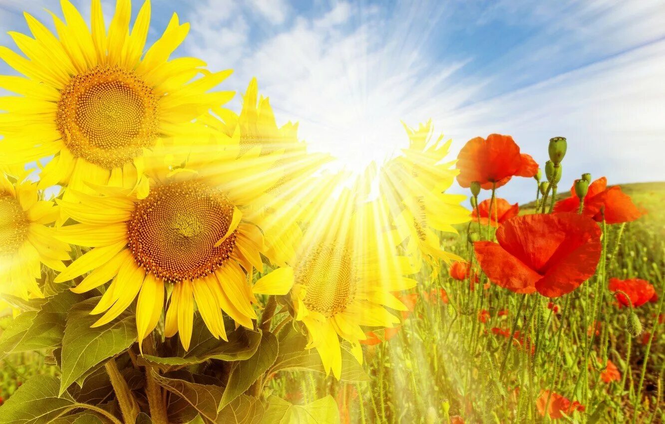 Весь день под ярким и теплым солнцем. Подсолнух и солнце. Солнечный цветок. Цветы и солнце. Яркое летнее солнце.