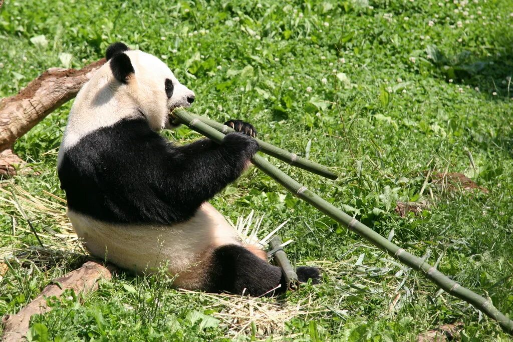 Большая панда что едят. Ailuropoda melanoleuca. Панда жует бамбук. Giant Panda (Ailuropoda melanoleuca). Большая Панда или бамбуковый медведь.