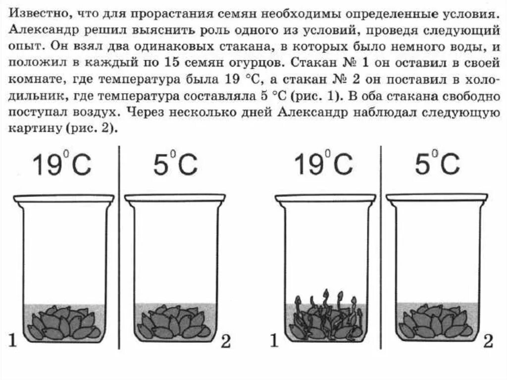 Условия необходимые для прорастания семян опыт. Опыт прорастание семян 6 класс биология. Эксперимент по биологии 6 класс прорастание семян. Опыт условия прорастания семян 6 класс биология. Экспериментатор измельчил семена гороха добавил воды